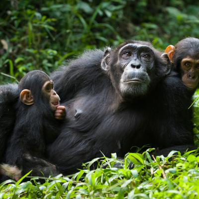 Chimpanzees Uganda Safari
