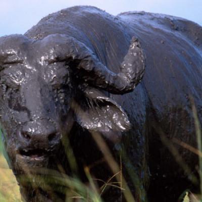Kidepo Buffalo