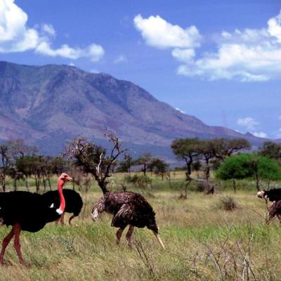 Ostriches In Kidepo