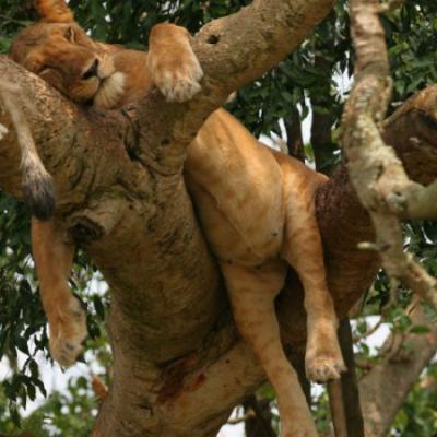 Tree Climbing Lions